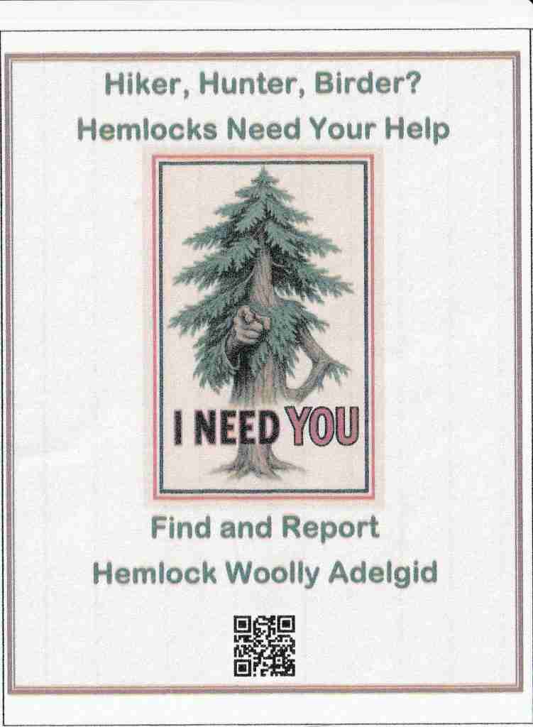 Hemlock Wooly Adelgid (HWA) 2 HWA terrestrial